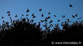 Frontignan lance une campagne d'effarouchement des étourneaux - France Bleu