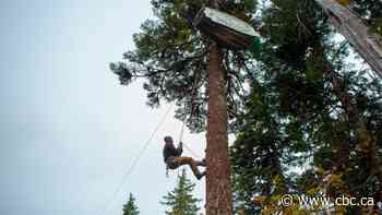 Protests over old-growth logging on Vancouver Island have sparked change, expert says