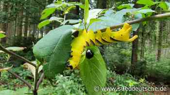 Riesenraupe Nimmersatt - Süddeutsche Zeitung