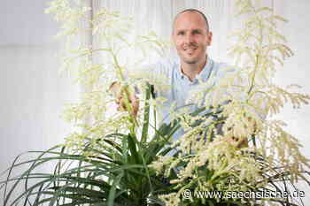 Botanische Sensation: In Dresden blüht ein Elefantenfuß - Sächsische.de