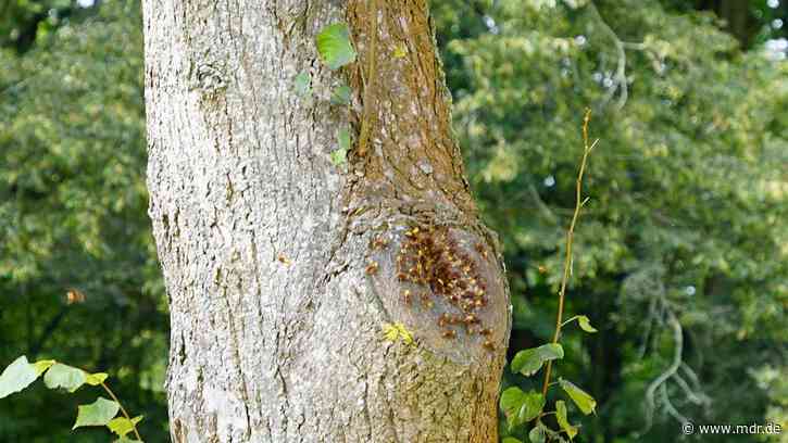 Mehrere Menschen kollabieren nach Hornissenstichen in Dresden - MDR