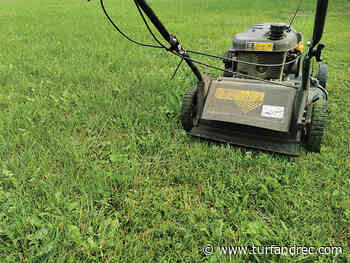 Alley neighbours must maintain grass in newly established bylaw in St. Clair Township - Turf & Rec