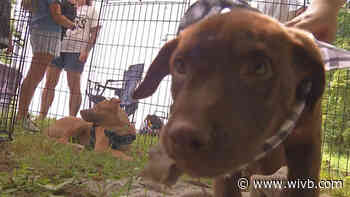 Petpalooza in Lancaster works to get rescue pets to loving homes