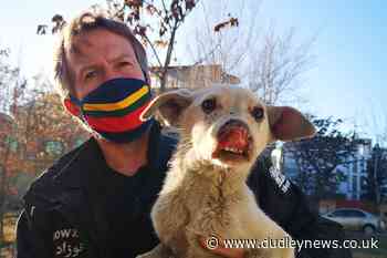 Ex-marine evacuates animals from Kabul but shelter staff left behind - Dudley News