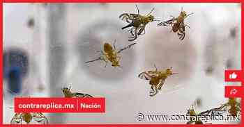 Garantizado que a la mesa de los mexicanos lleguen alimentos libres de plagas: Villalobos Arámbula - ContraRéplica