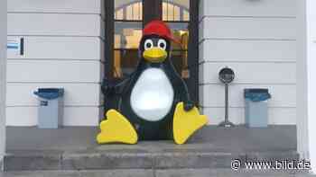 Mittweida in Sachsen: Pinguin vor der Hochschule ausgesetzt - BILD