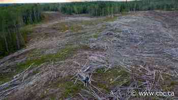 Forest advocates want area near Sask. town permanently protected from logging