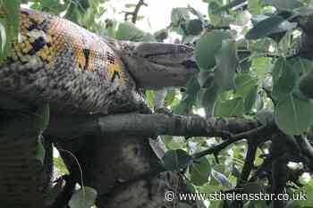 Rescuing 10ft python from tree 'reminiscent of The Jungle Book' - St Helens Star