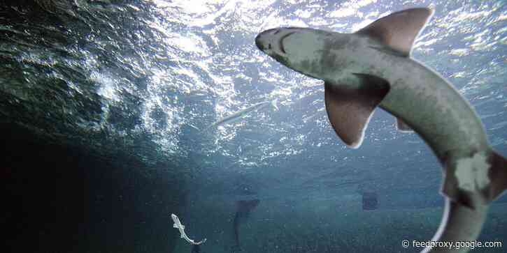 A baby shark born in all-female tank could be a rare case of a 'virgin birth'