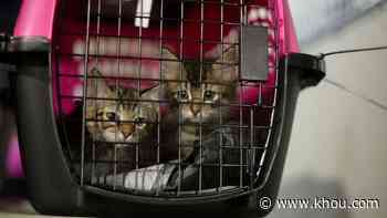 More than 130 animals arrive in Houston from Louisiana ahead of Hurricane Ida - KHOU.com