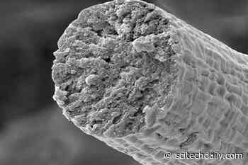 Synthetic Biology Enables Microbes To Build Muscle Fibers That Are Tougher Than Kevlar