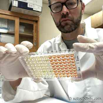 Recovering From COVID-19 Doesn’t Guarantee Antibodies or Confer Immunity to Re-Infection