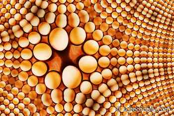 The Perfect Shape? Research Finally Reveals Ancient Universal Equation for the Shape of an Egg