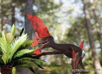 Police Raid Uncovers Fossil of Exceptional Flying Reptile From Brazil