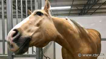 Alberta feed stores inundated with calls for ivermectin over false claims livestock dewormer treats COVID