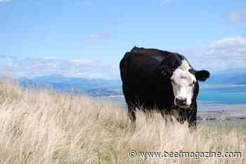 Drought and herd liquidation