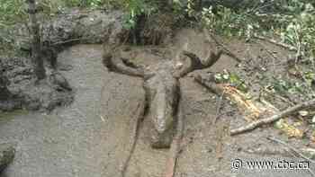 Moose in muddy predicament rescued by men in Timmins, Ont.