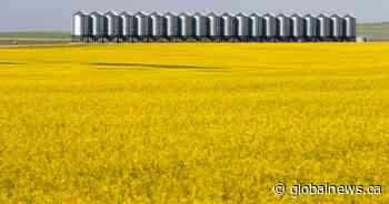 Drought shrivels Canada’s wheat crop to 14-year low, canola to 9-year low
