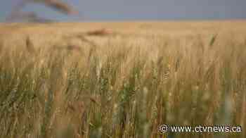 Drought shrinks Canada's wheat crop to 14-year low, shrivels canola harvest