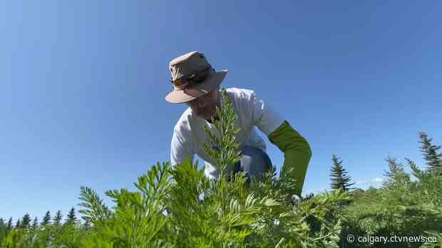 Nominations open for Stars of Alberta Volunteer Awards