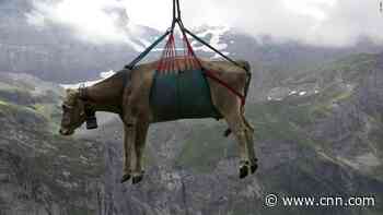 See cows airlifted over Swiss meadows