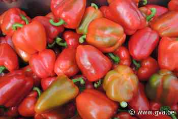 Brochure moet seizoenarbeiders helpen integreren (Wuustwezel) - Gazet van Antwerpen