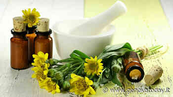 Arnica: proprietà, a cosa serve e perché usare l'"erba delle cadute" - GenovaToday