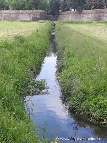 Corridoi ecologici lungo gli spalti delle mura: iniziati gli sfalci dell'erba - La Gazzetta di Lucca
