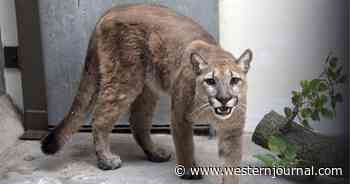 Woman Forced to Surrender Exotic Pet She Had Living in Her New York City Apartment: Be Glad You Were Not Her Neighbor