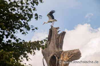 Ein gutes Jahr für die Weißstörche in Riesa und Großenhain - Sächsische.de