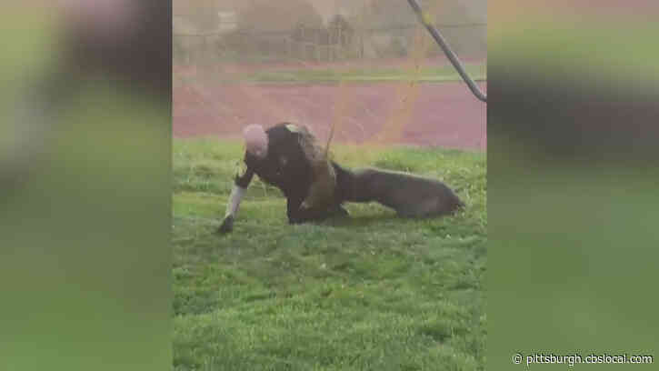 Greensburg Police Officers Tangle With Deer Caught In Soccer Net