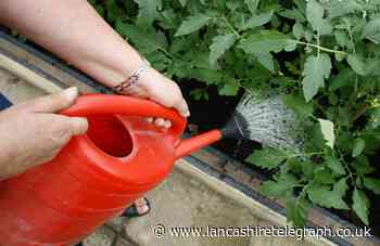 Thriving Blackburn allotment association to upgrade tool store