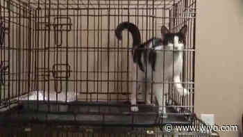 Local animal rescue groups bring in animals from Louisiana