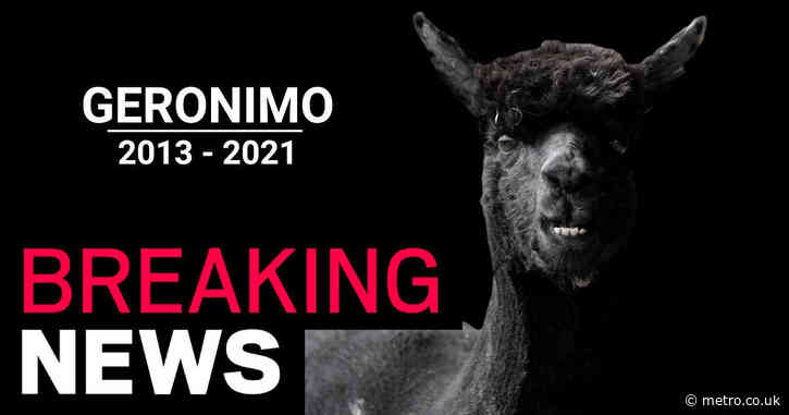 Finans henvender sig til travle mennesker, der søger indsigt og sammenhæng i. Geronimo Alpaca Latest News . 15qcwq 4iyvasm