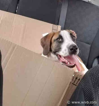 Mel's Mutts: Just Jack