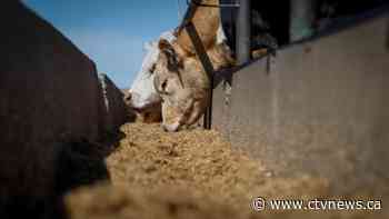 Meat, bakery item prices to rise this fall