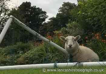 WATCH: Sheep tangled in football net rescued by RSPCA