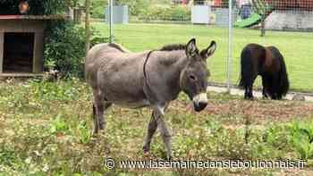 Projet : À Arras, Cité nature rêve d’une ferme pédagogique - La Semaine dans le Boulonnais