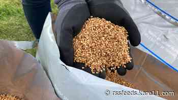 Recent rain will lead to mosquito 'explosion,' crews use corn cob mixture to kill larvae