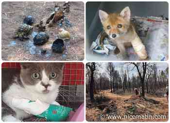 Les bénévoles à la rescousse de la faune après l'incendie monstre dans le Var