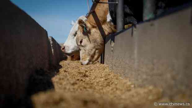 Why are prices going up at the grocery store?
