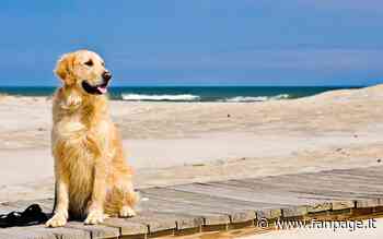 Cane morde un bambino in spiaggia a Formia: padrone multato - Fanpage.it