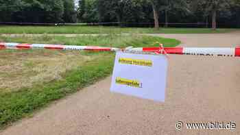 Dresden: Angriff im Großen Garten – Was wird aus den Hornissen? - BILD