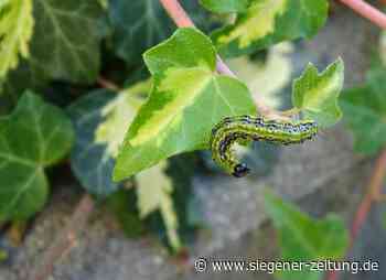 Schädlicher Schmetterling: Gärtner im Siegerland in Sorge: Der Buchsbaumzünsler ist da - Siegener Zeitung