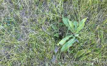 Dakota Gardener: Help your lawn recover from drought - Jamestown Sun