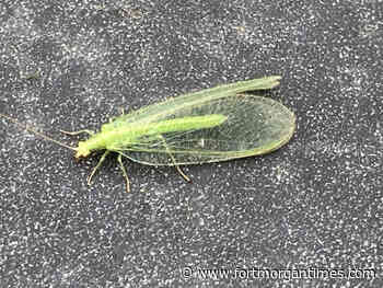 Colorado Master Gardener Leslie Weinsheim: Good garden insects to know and to keep around - Fort Morgan Times