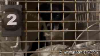 Shelter Animals Rescued From Path of Hurricane Ida Transported to South Florida