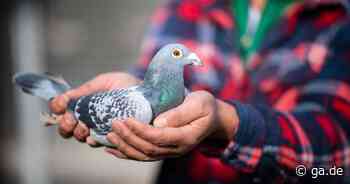 Blankenheim: Lastwagen mit Brieftauben verunglückt im Kreis Euskirchen - ga.de
