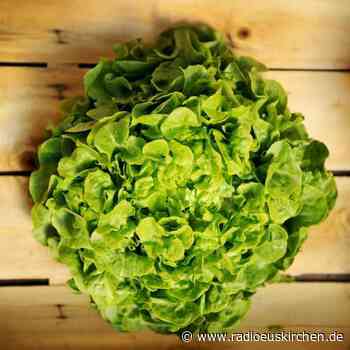 Ein paar Essig-Tropfen helfen bei Lagerung von Salat - radioeuskirchen.de