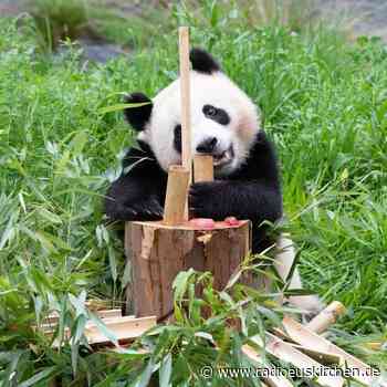 Panda-Zwillinge Pit und Paule feiern Geburtstag - radioeuskirchen.de